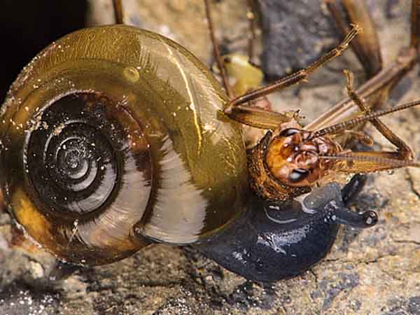What do assassin snails eat