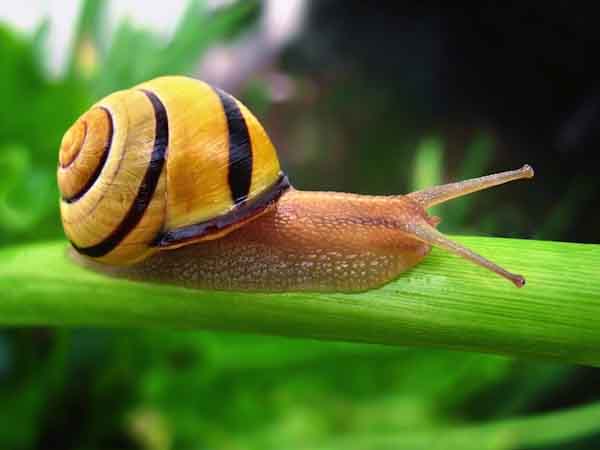 What do land snails eat