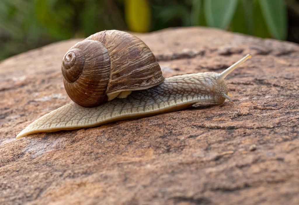 what do snails eat