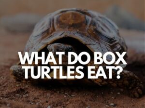 what can box turtles eat