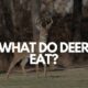 What do Deer eat in the forest