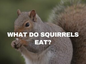what do squirrels like to eat
