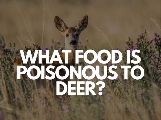 What's poisonous to deer?