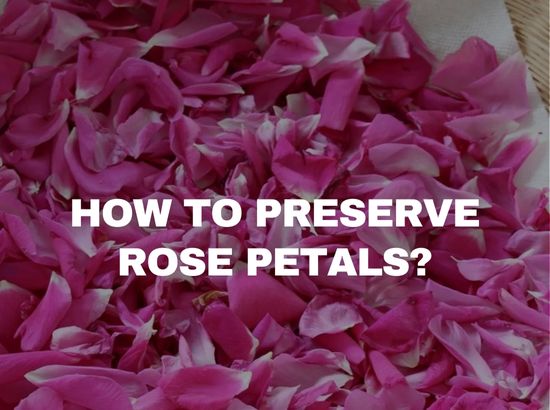 How to Preserve Rose Petals