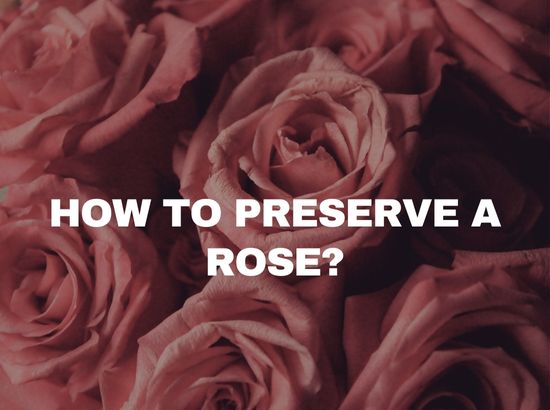 How to Preserve Roses