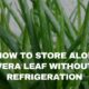 how long can you keep aloe vera leaf in the fridge