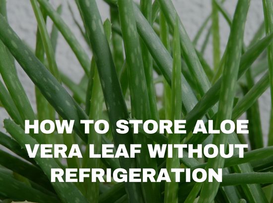 how long can you keep aloe vera leaf in the fridge