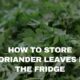 how to store coriander in fridge