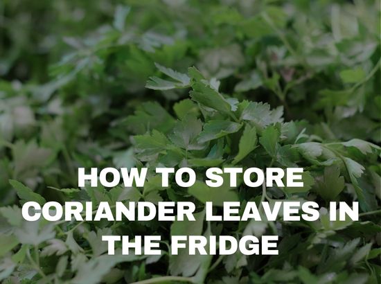 how to store coriander in fridge