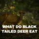 what do blacktail deer eat