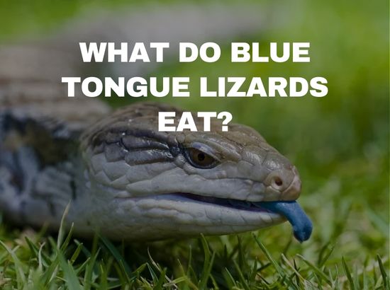 What do Blue Tongue Lizard Eats