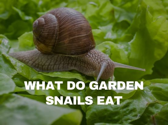 what to feed garden snails
