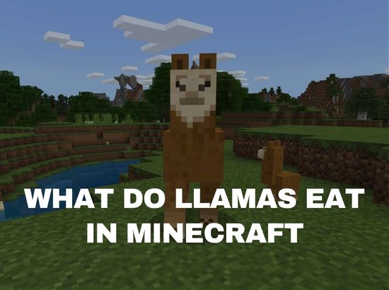 what do minecraft llamas eat