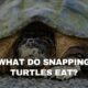 What do Snapping Turtles Eat?