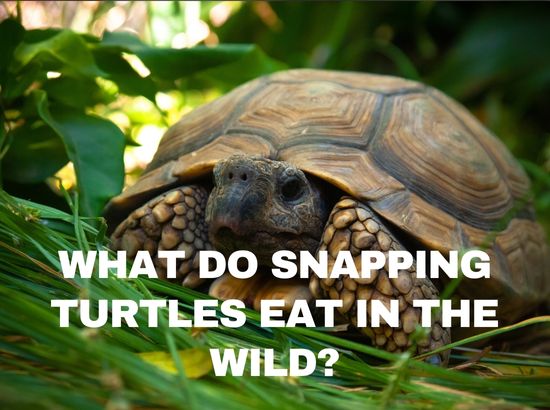 what do snapping turtles eat in the wild
