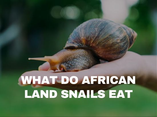 what can african land snails eat