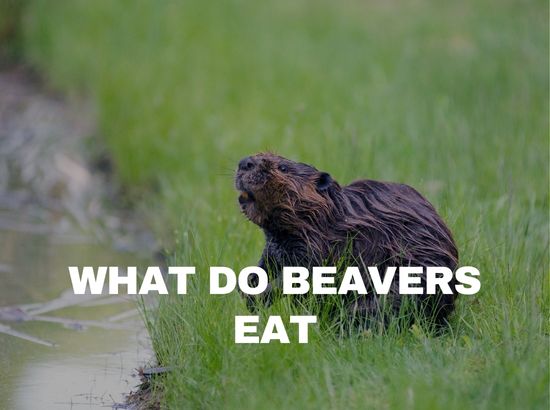 what do beavers like to eat