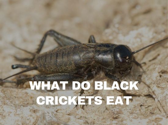 what do black field crickets eat