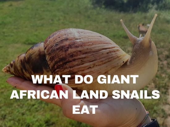 what can giant african land snails eat