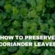 how to preserve coriander