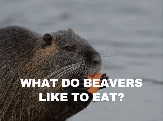 what do beavers eat for food