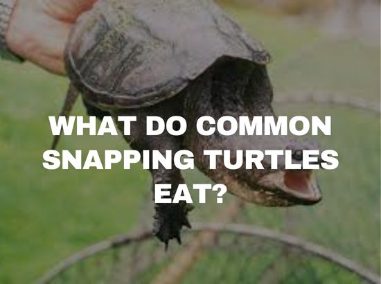 what do common snapping turtles eat in the wild