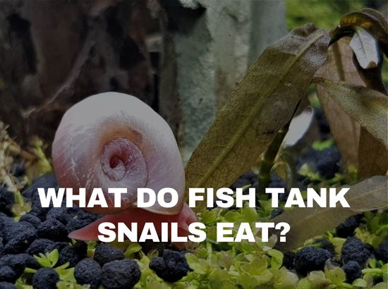 what do aquarium snails eat