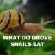 what does a grove snail eat