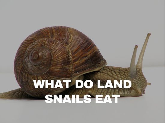 what can land snails eat