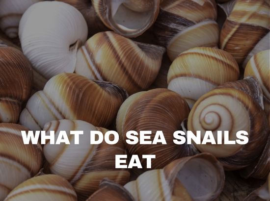 what do sea snail eats