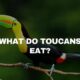 what does a toucan eat?