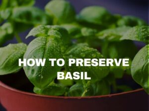 how to freeze basil