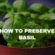 how to freeze basil