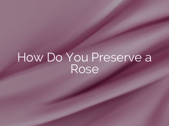 How Do You Preserve a Rose