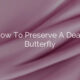 How To Preserve A Dead Butterfly