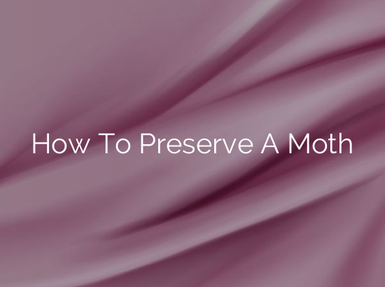 How To Preserve A Moth