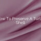 How To Preserve A Turtle Shell