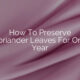 How To Preserve Coriander Leaves For One Year