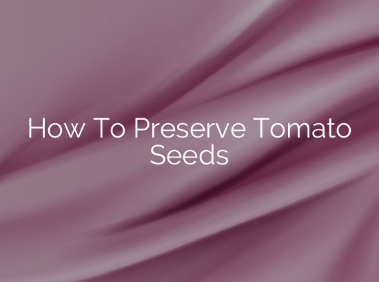How To Preserve Tomato Seeds