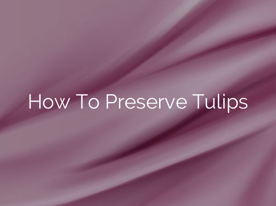 How To Preserve Tulips