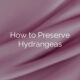 How to Preserve Hydrangeas