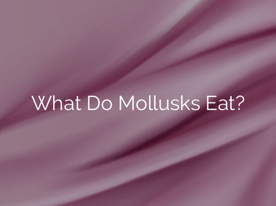 What Do Mollusks Eat?