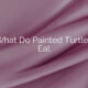 What Do Painted Turtles Eat