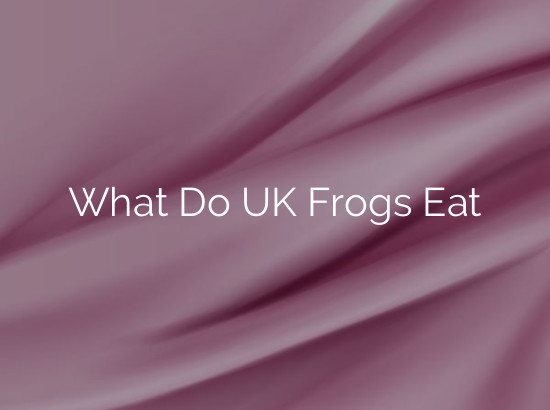 What Do UK Frogs Eat