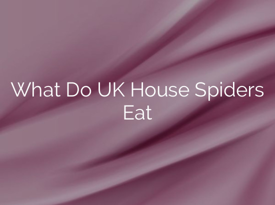 What Do UK House Spiders Eat