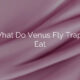 What Do Venus Fly Traps Eat