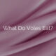 What Do Voles Eat?