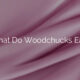 What Do Woodchucks Eat?