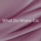What Do Wrens Eat
