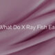 What Do X Ray Fish Eat